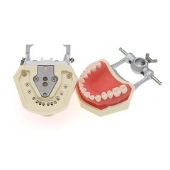 Dental Typodont Teeth Model With Removable Teeth fit Kilgore NISSIN 200/500 Type
