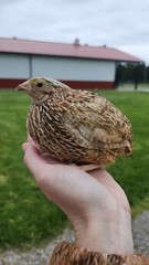20 RARE Pansy & Sparkly 100% True Blue Celadon Coturnix Quail Hatching Eggs