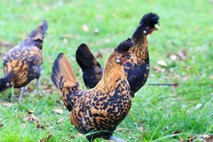 6+ Gold Appenzeller Chicken Hatching Eggs
