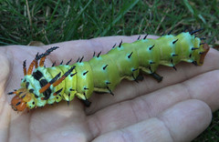 20X Regal Moth Eggs / Ova Live feeder LIMITED! Silkmoth Royal walnut moth