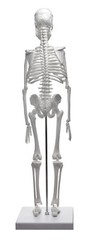 Miniature Human Skeleton Model, 17.5″ Tall – Eisco Labs