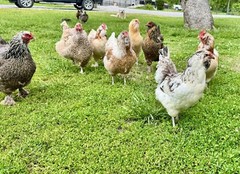 12+ Rainbow Chicken Hatching Assortment Ameraucana, Faverolles, Marans, EE / OE