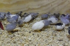 6+ with Up To 4 extra Button Quail Hatching Eggs