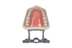 DENTAL TYPODONT OM 860 TEACHING MODEL WITH EXTRA SET OF TEETH (64 TOTAL TEETH)