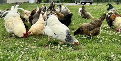 12+ Rainbow Chicken Hatching Assortment Ameraucana, Faverolles, Marans, EE / OE