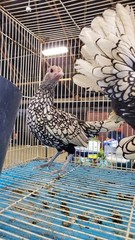 10+2 Silver & Golden Sebrights 100% Pure Fertile Hatching Eggs E/S: February