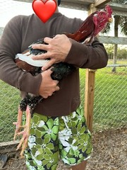 4 Indio Gigante hatching eggs Brazil. NPIP~ AI TALLEST CHICKEN BREED IN WORLD 🌎