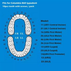 US 32Pcs Dental Individual Replacement Teeth Fits Columbia 860 Typodont Model