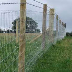 3/4 In. X 1/4 In. 9-Gauge Hot Dipped Galvanized Smooth Shank Poultry Net Staples