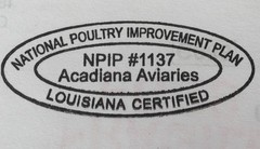 6 Fresh Muscovy duck eggs 3 Bronze 3 Black, for Hatching SHIPS 2 day FedEx
