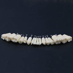 Kilgore Nissin 200 Type Dental Mounting Pole Typodont Model 32pc Removable Teeth