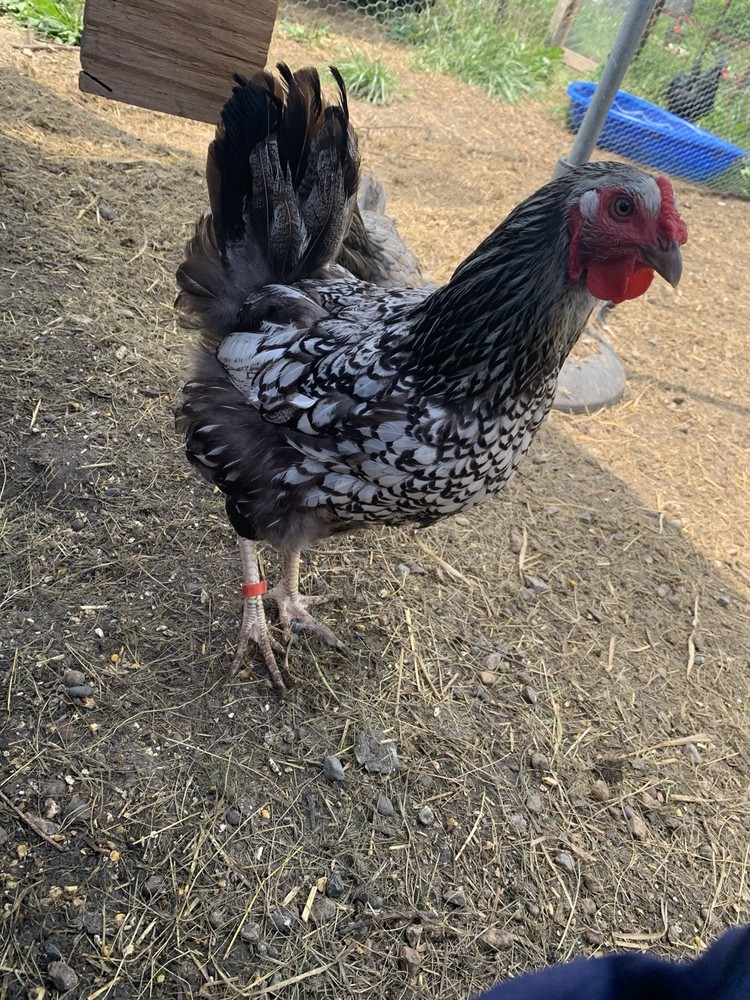 silver laced wyandotte hatching eggs