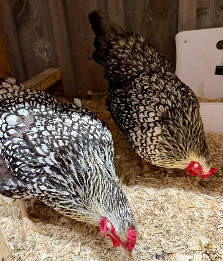 8+ Silver Laced Wyandotte PURE- Fertile Hatching Eggs!