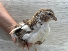 24+++ Fertile Jumbo Multi Color Coturnix Quail Hatching Eggs
