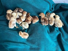 15+ Indio Gigante Hatching Eggs. Brazil NPIP ~ AI. TALLEST CHICKEN IN WORLD 🌎