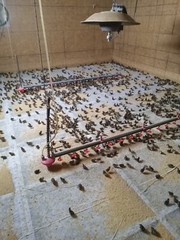 67+ KINGsBROWN XL. JUMBO brown coturnix quail hatching eggs,