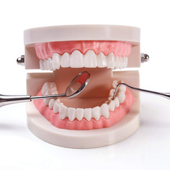 Standard Adult Typodont Dental Model for Kids Teaching & Oral Hygiene Education