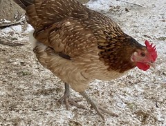 12 Fresh and Fertilized Barnyard Mix Rainbow Assortment Chicken Hatching Eggs!
