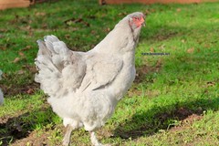 6+ Lavender Brahma Fertile Chicken Hatching Eggs Gentle Large Breed