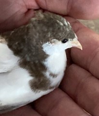 25 BUTTON QUAIL EGGS from 12+ vars ships 2 day FEDEX PLEASE READ Carton Packed