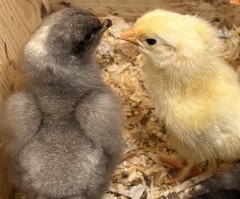 6 Eggs includes: 3 Olive Eggers + 3 Silver and/or Gold Lace Wyandotte.