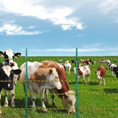 Uimoso 3366Ft 1026M Electric Fence Polywire for Livestock and Animals