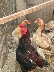 9 – KO SHAMO BANTAM EGGS VERY FRESH SUPERB QUALITY these will Ship 2day FedEx