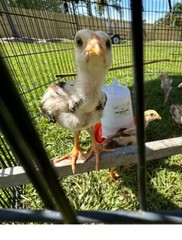 15+ Indio Gigante Hatching Eggs. Brazil NPIP ~ AI. TALLEST CHICKEN IN WORLD 🌎