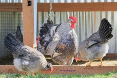 12+ Fertile Homozygous Cream Legbar Chicken Hatching Eggs