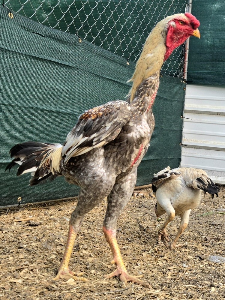 12+ Extremely Rare BLUE Real Indio Gigante Hatching Eggs RRA (((GUARANTEE)))