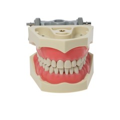 US Columbia Dentoform 860 Type Dental Typodont Model 32pcs Removable Teeth
