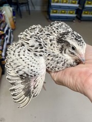 36 – Jumbo Pearl Fee – Coturnix Quail Hatching Eggs – Rare Color