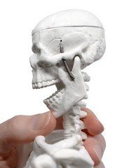 Miniature Human Skeleton Model, 17.5″ Tall – Eisco Labs