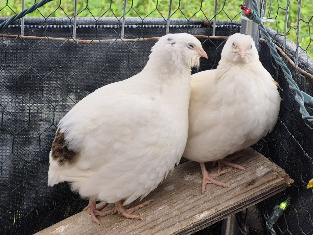 20 Hatching Quail Eggs – Fertile Wild Coturnix XXL Jumbo American White