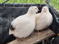 20 Hatching Quail Eggs – Fertile Wild Coturnix XXL Jumbo American White