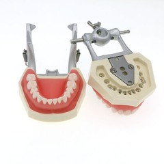 US 28Pcs Dental Typodont Teeth Model fits Kilgore NISSIN 200 Type Teeth Teeth
