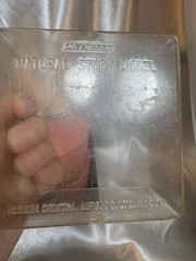 Nissin G.O.F.A. Typodont Natural Study Model D-2501 for Dentistry Lab
