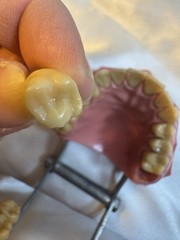 Nissin G.O.F.A. Typodont Natural Study Model D-2501 for Dentistry Lab