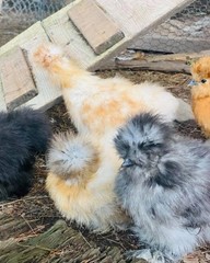 6 Silkie Calico Splash/Calico Paint Project Pen Hatching Eggs NPIP/AI