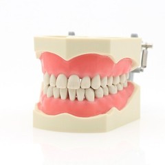 Columbia Dentoform 860 Dental Typodont Mounting Pole With 32pcs Removable Teeth
