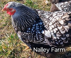Silver Laced Wyandotte (6) 🐣 fertilized hatching eggs.Please read description.
