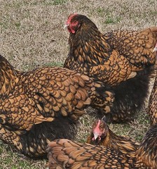 8+ English Gold Laced Orpington Hatching Eggs
