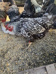 silver laced wyandotte hatching eggs