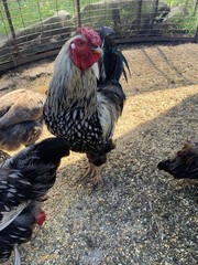 silver laced wyandotte hatching eggs
