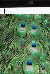 200 10×13 Peacock Feathers Designer Poly Mailers Envelopes Boutique Custom Bags