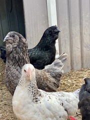 12 BYM Chicken Hatching Eggs Ameraucana Orpington Wyandotte Maran Cochin Brahma