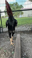 4 Indio Gigante hatching eggs Brazil. NPIP~ AI TALLEST CHICKEN BREED IN WORLD 🌎