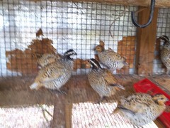 Mexican Speckled Bobwhite Quail Eggs for Sale 20+ Fertility Verified Clean eggs