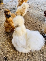 Silkie Hatching Eggs 7+ Calico Partridge Black Gray White Splash And Paint