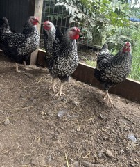 This sale is for 10+ silver laced Wyandotte hatching eggs